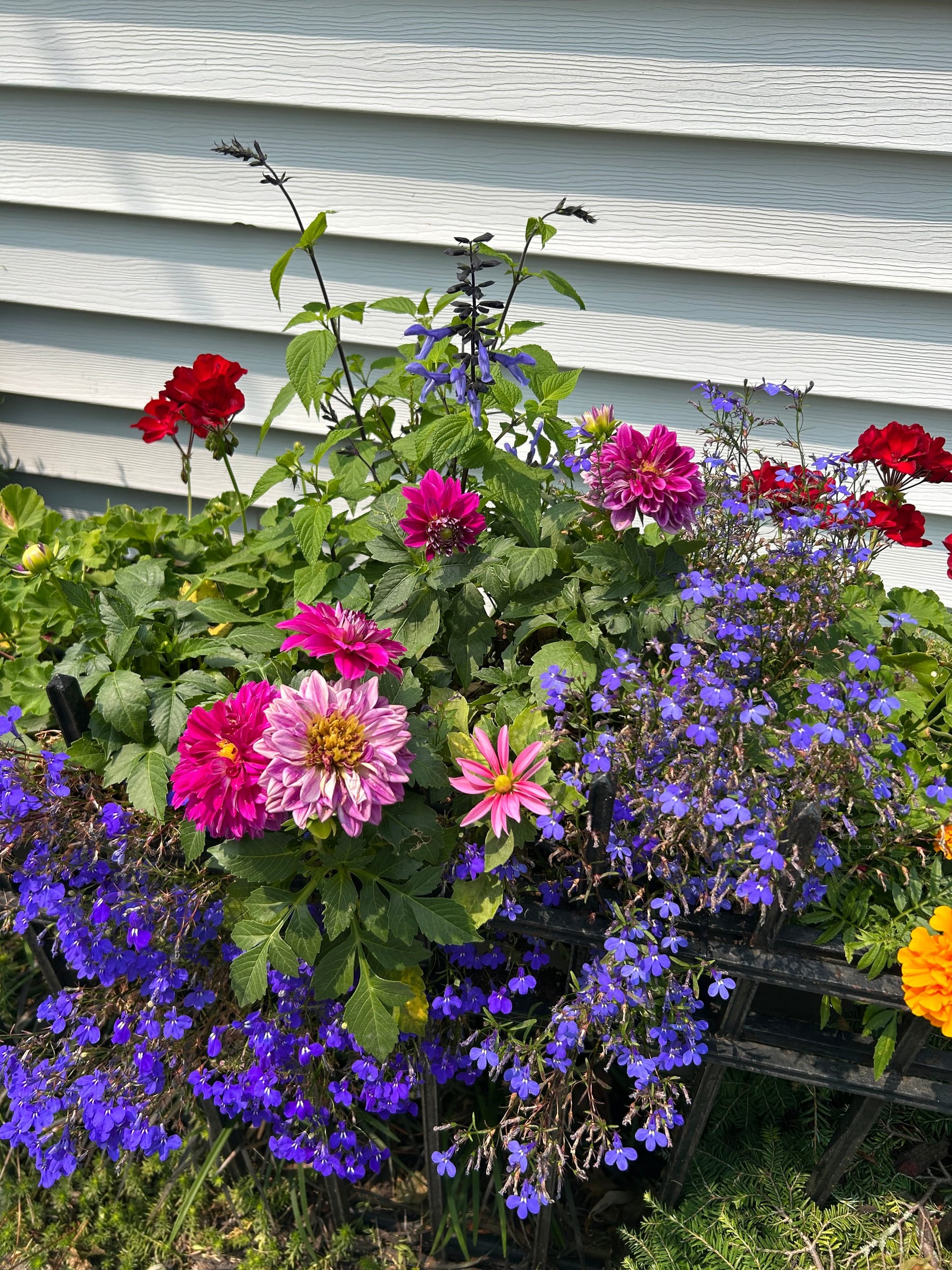 A lush cottage-garden border against white siding, packed with magenta and blush dahlias, red geraniums, blue salvia, and cascading purple lobelia