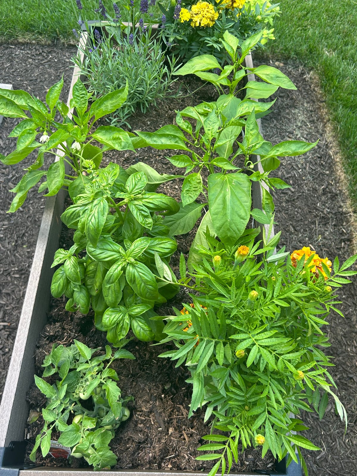 A wooden raised bed packed with basil, pepper plants, young tomatoes, lavender, and marigolds growing side by side over dark mulch