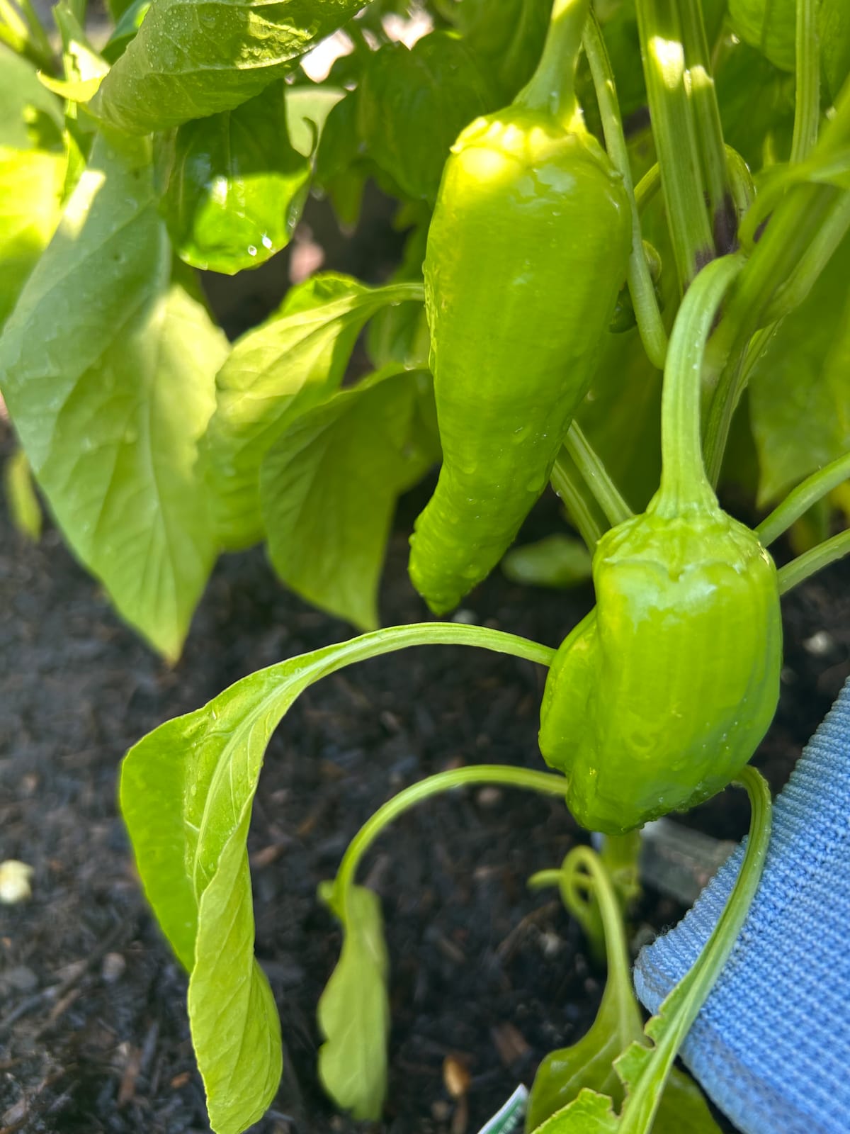 Glossy pale-green banana peppers ripening on the plant over dark mulch in a sunny garden bed