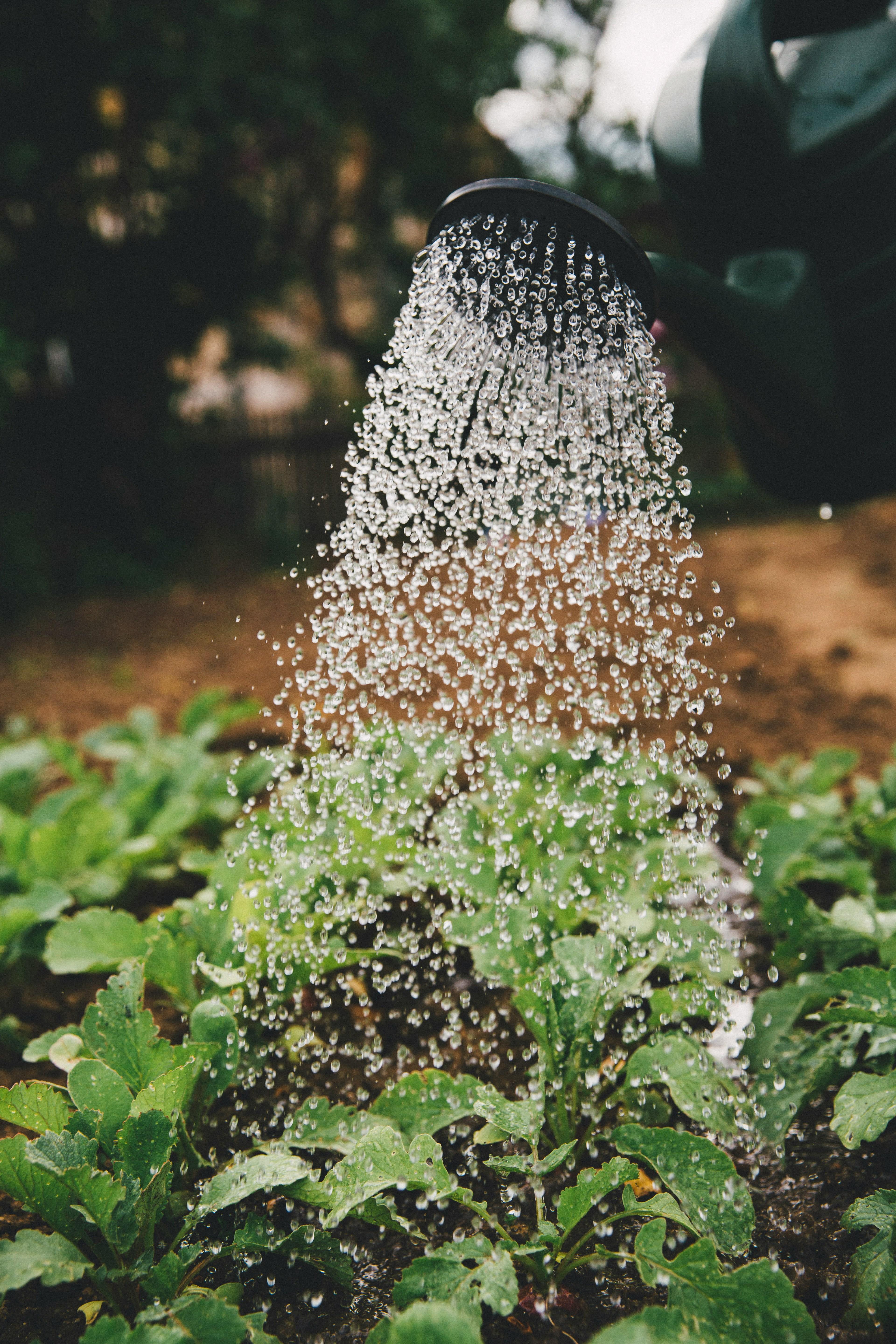 Watering fresh green seedlings in a garden bed